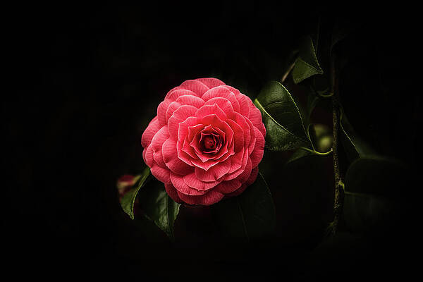 Flower Photograph - Spring Is Coming by Nova Rae