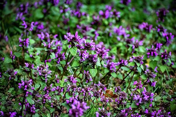 Nature Photograph - Spring Is Coming by Robert Grac