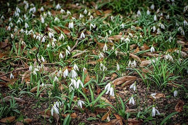 Nature Photograph - Spring Is Coming #1 by Robert Grac
