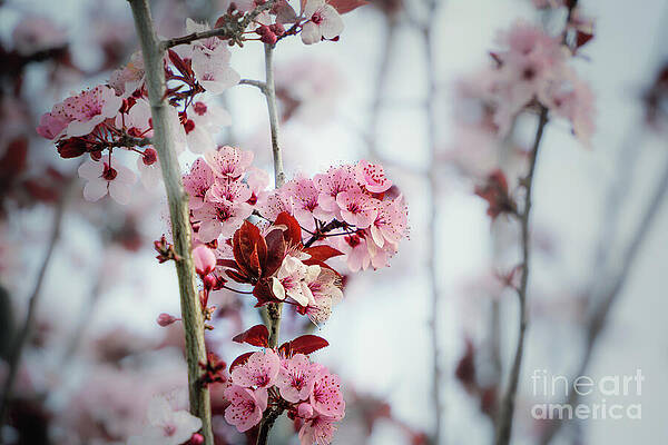 Flower Wall Art featuring the photograph Spring Is Here by Helo Art