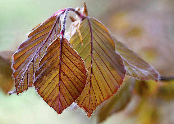 Spring Wall Art featuring the photograph Spring Leaves by Shirley Mitchell