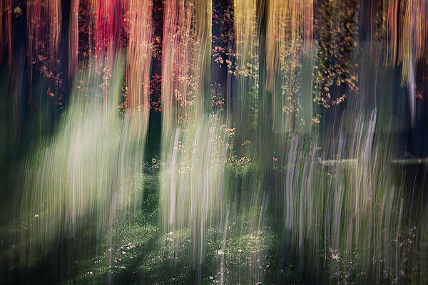 Tree Photograph - Spring Light by Ursula Abresch
