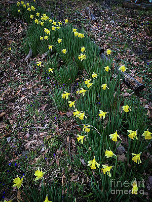 Spring Wall Art featuring the photograph Spring Line by William Norton