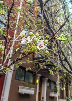 Spring on an NYC Street by Annalisa Rivera-Franz