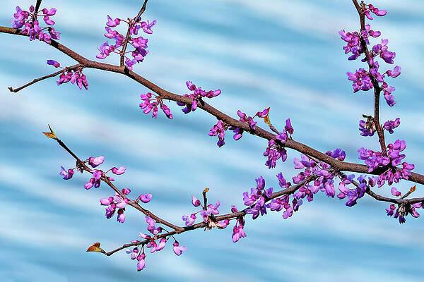 Wall Art featuring the photograph Spring On The Water by Gina Fitzhugh