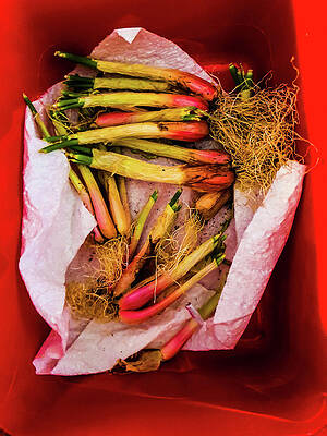 Photograph - Spring Onions by Jeremy Holton