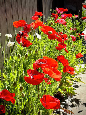 Wall Art featuring the photograph Spring Orchestration by Joe Schofield