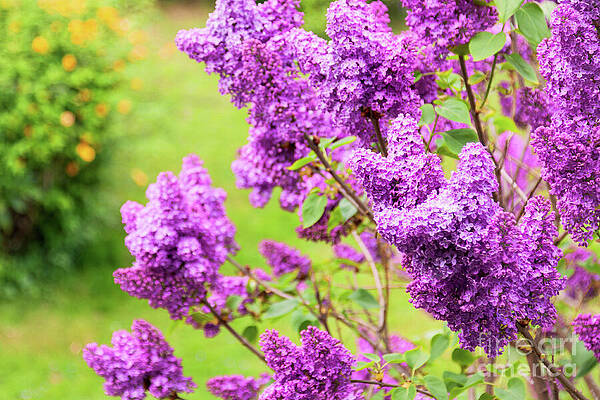 Wall Art featuring the photograph Spring Purple Lilac Flowers Blooming by Tatiana Travelways