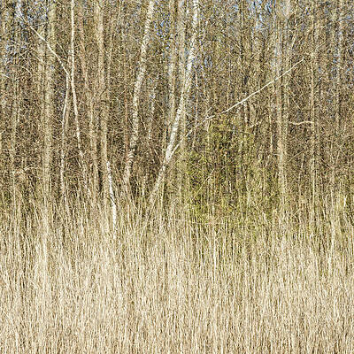 Abstract Wall Art featuring the photograph Spring Season by Shankar Adiseshan