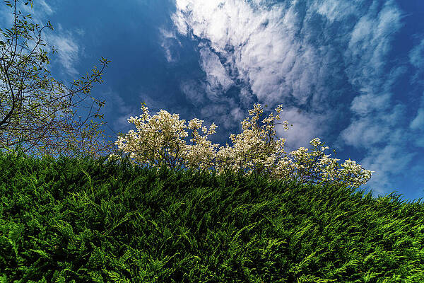 City Wall Art featuring the photograph Spring Time In The Pacific Northwest by Tommy Farnsworth