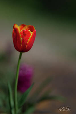 Photograph - Spring Tulip by Jeffrey Kolker