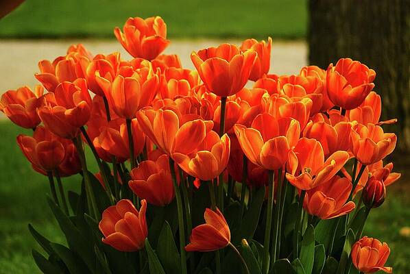 Nature Photograph - Spring Tulips by Deb Beausoleil