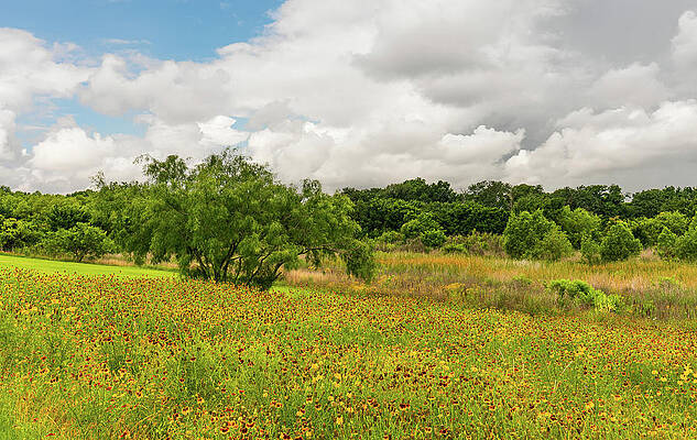 Texas Wall Art featuring the photograph Spring Wildflowers At McKinnish Park 2 by Ron Long Ltd Photography