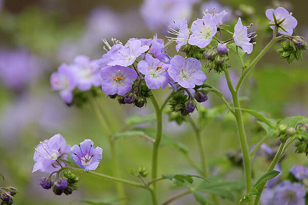 Natural Photograph - Spring Wildflowers by Gina Fitzhugh