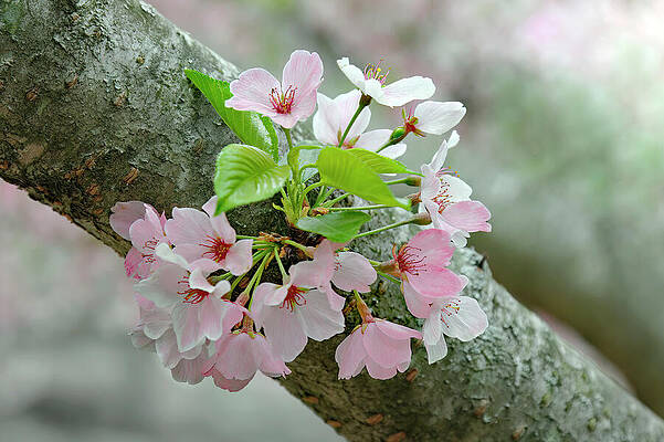 Background Photograph - Springs First Blooms by Gina Fitzhugh