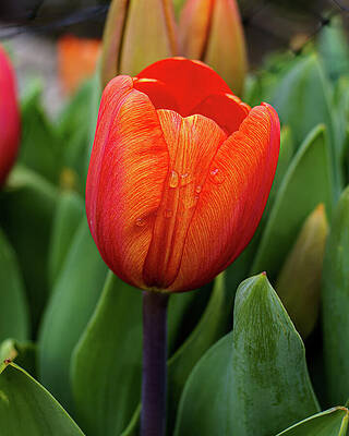 Nature Photograph - Spring's First Tulip by Deb Beausoleil
