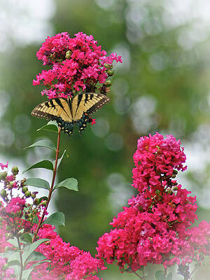 Background Photograph - Springs Promise by Gina Fitzhugh