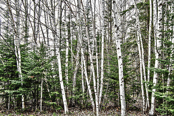 Tree Wall Art featuring the photograph Springtime Birch Trees by Vi Ray
