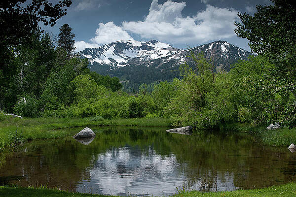Tree Photograph - Springtime In Mammoth Lakes, CA by Bonnie Colgan