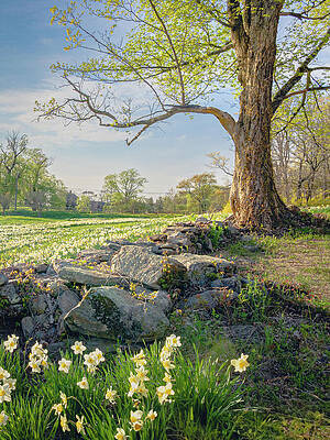 Nature Wall Art featuring the photograph Springtime In The Connecticut Countryside 1 by Dave King