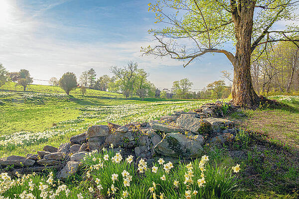 Flower Wall Art featuring the photograph Springtime In The Connecticut Countryside 2 by Dave King