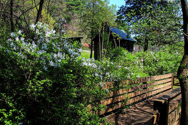Flower Photograph - Springtime In Virginia by Deb Beausoleil