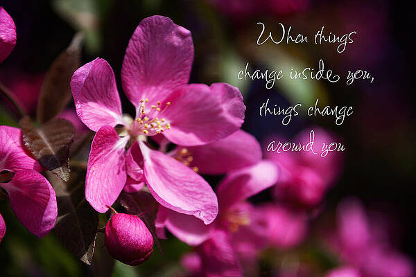 Serene Photograph - Springtime Pink Blossoms - Inspirational by Tatiana Travelways