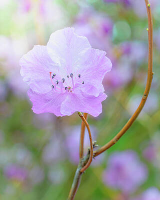 Nature Wall Art featuring the photograph Springtime Rhododendron by Dave King