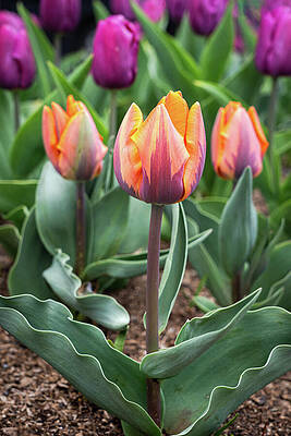 Nature Wall Art featuring the photograph Springtime Tulips by Dave King
