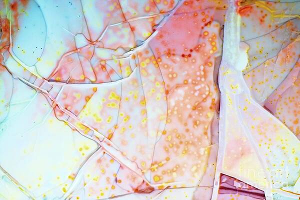 Abstract Photograph - Sprinkles by Eric Kyle