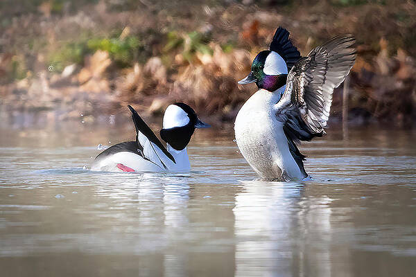 Photograph - Sprucing Up by Jim E Johnson