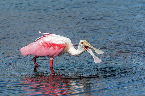 Water Wall Art featuring the photograph Squaking.. by Chris Allmendinger