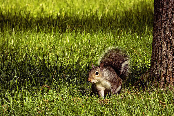 Tree Photograph - Squirrel Looking For Acorns by Robert Niemeier