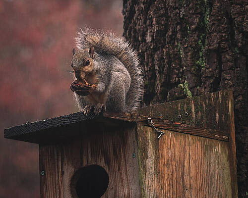 Fall Photograph - Squirrel On A Birdhouse - Rainy Autumn by Jason Fink