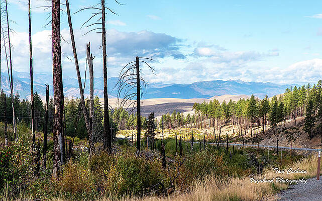 State Route 20 Photograph - SR 20 At Okanogan National Forest by Tom Cochran