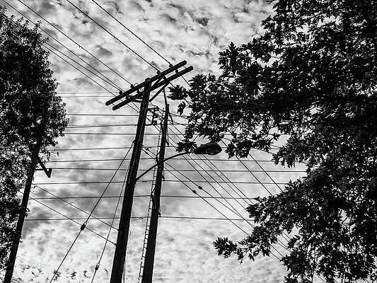 Tree Photograph - St. Louis - Telephone Lines by Robert Niemeier