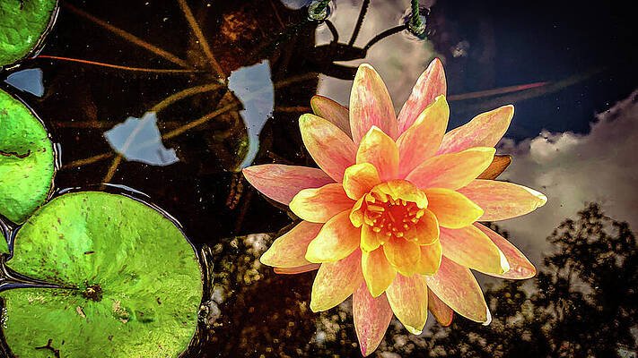 Tree Photograph - St. Louis - Water Lily by Robert Niemeier