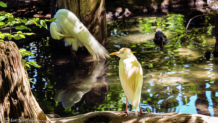 Tree Photograph - St. Louis Zoo - White Bird by Robert Niemeier