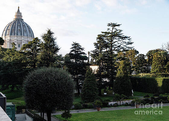 Serene Wall Art featuring the photograph St Peters Basilica by William Norton