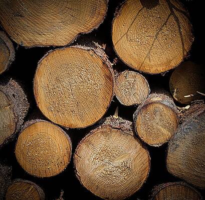 Stacked Tree Logs Photograph
