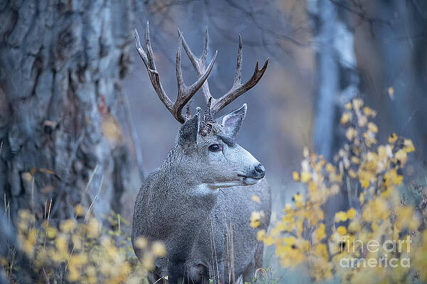 Wall Art featuring the photograph Stag In Autumn Woods by Rehna George