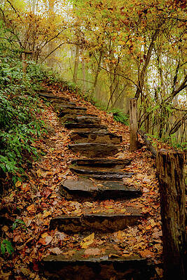 Serene Wall Art featuring the photograph Stairs Through Autumn Beauty by Cindy Robinson
