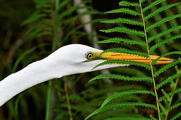 Wildlife Wall Art featuring the photograph Stalking The Hopper - Egret, Everglades by KJ Swan