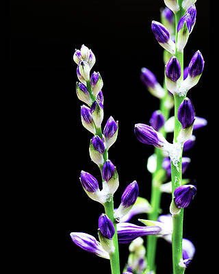 Colorful Photograph - Stalks Of Purple Hosta Blooms by Charles Floyd