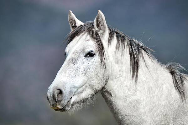 Photograph - Stallion Portrait by American Landscapes