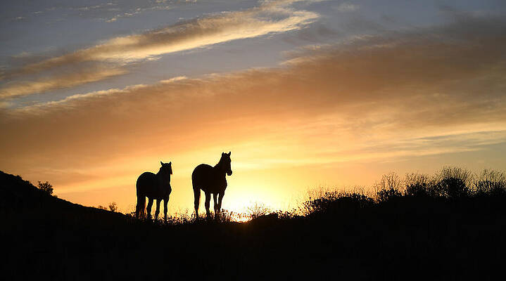 Mountain Wall Art featuring the photograph Stallions At Sunrise. by Paul Martin