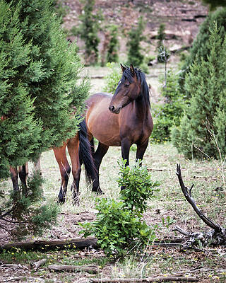 Nature Photograph - Stallion's Attention by American Landscapes