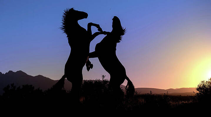 Arizona Photograph - Stallions In Silhouette. by Paul Martin
