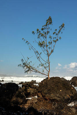 Tree Wall Art featuring the photograph Stalwart Pine by Craig A Walker