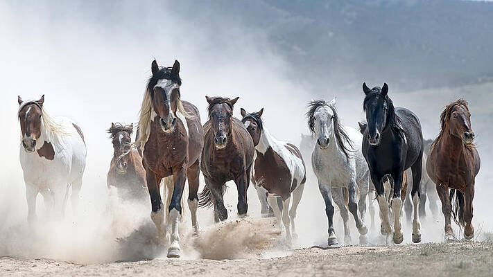 Mountain Wall Art featuring the photograph Stampede. by Paul Martin